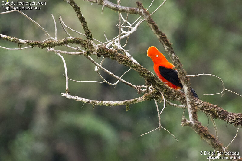 Andean Cock-of-the-rock