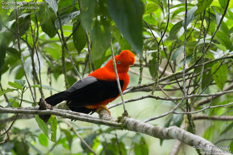 Andean Cock-of-the-rock