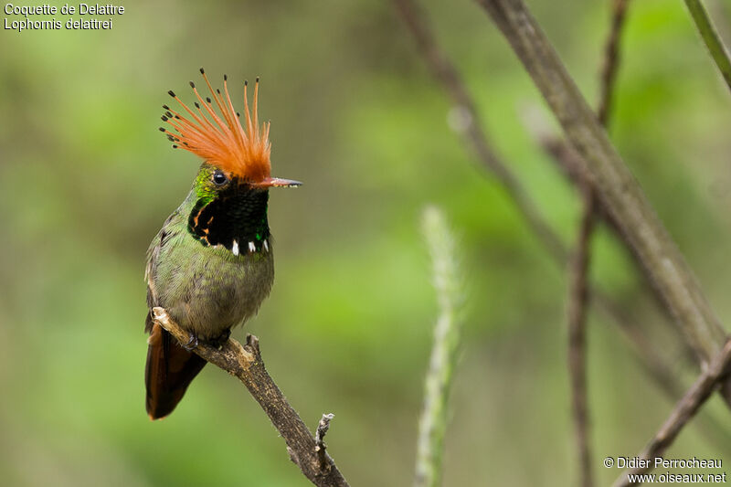 Rufous-crested Coquette