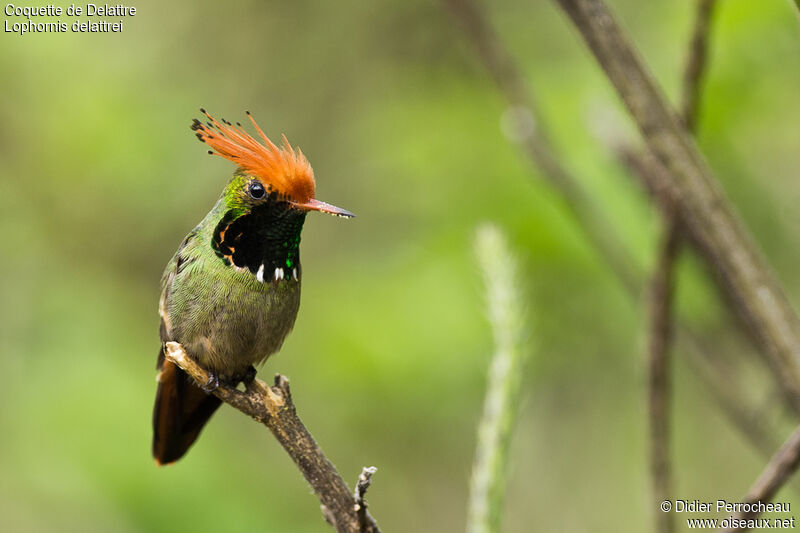 Rufous-crested Coquette