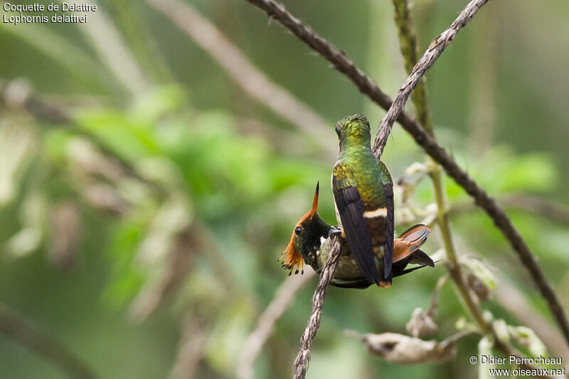 Rufous-crested Coquette