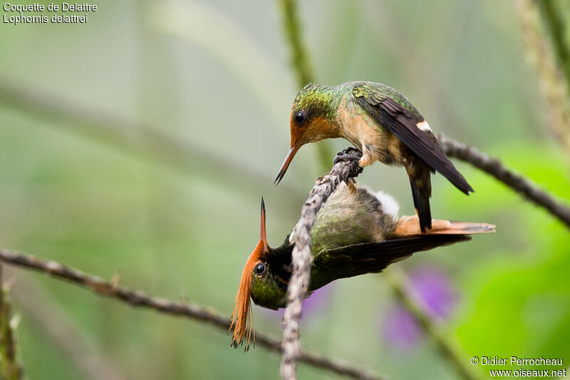 Rufous-crested Coquette