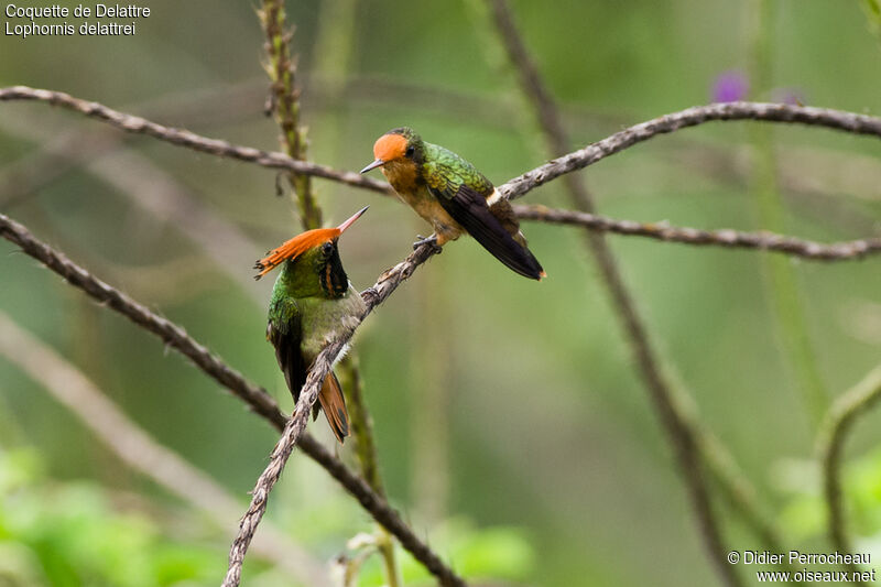 Rufous-crested Coquette