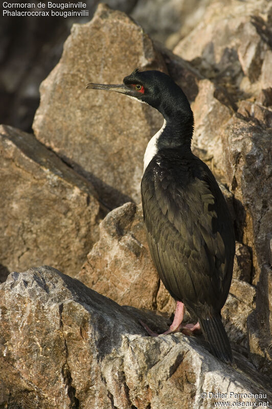 Cormoran de Bougainville, identification