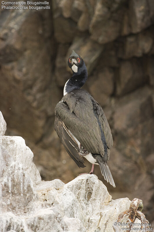 Cormoran de Bougainville, identification