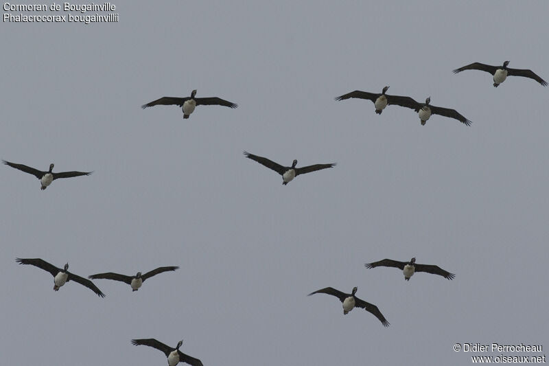 Guanay Cormorant, Flight