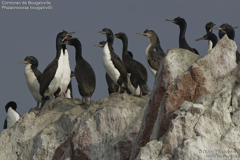 Guanay Cormorant