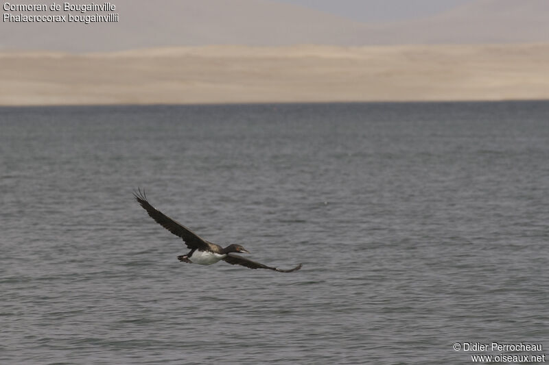 Cormoran de Bougainville, Vol