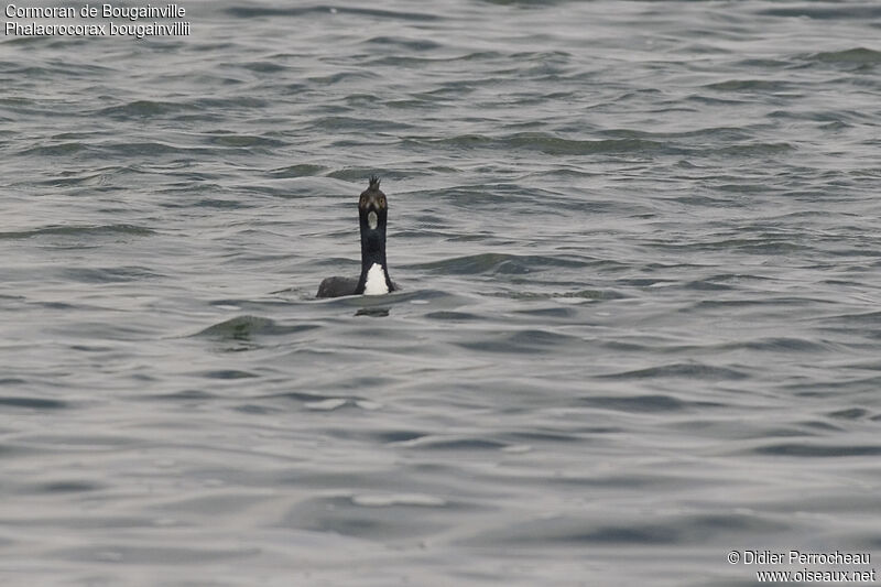 Cormoran de Bougainville