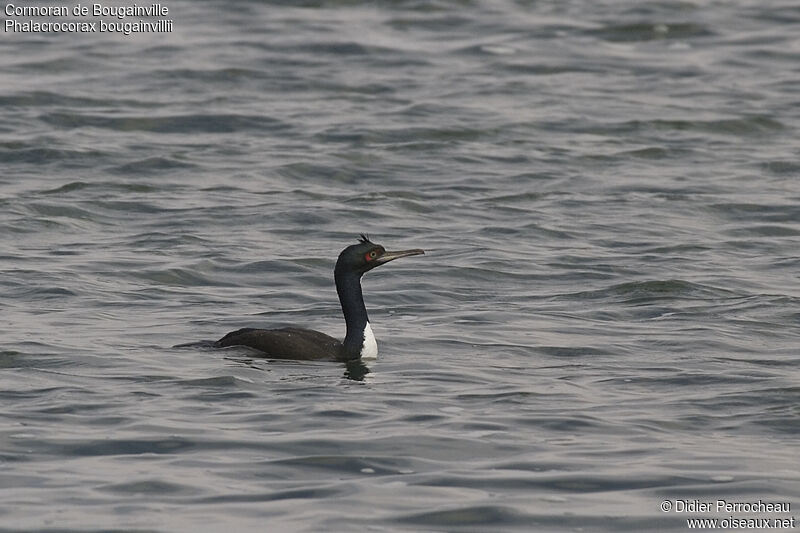 Cormoran de Bougainville