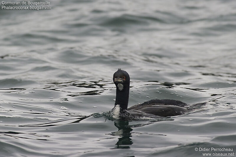 Guanay Cormorant