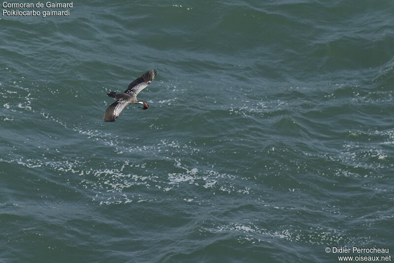 Red-legged Cormorant