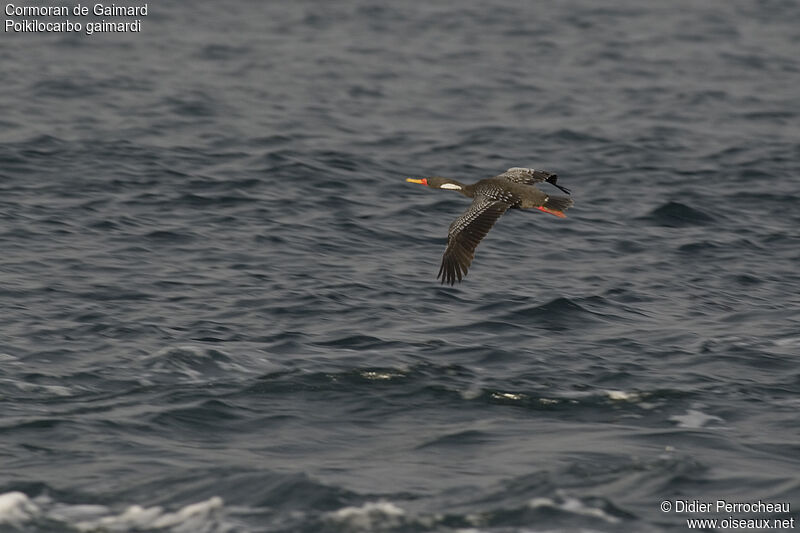 Cormoran de Gaimard, Vol