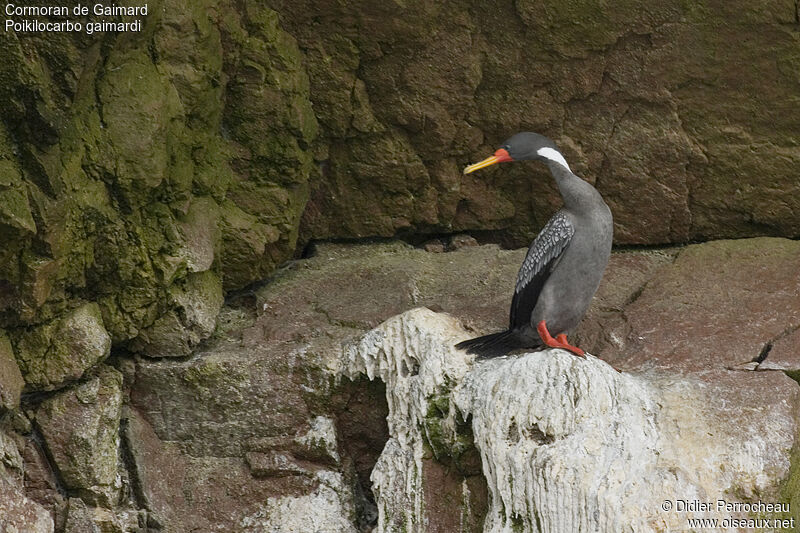 Cormoran de Gaimard, identification