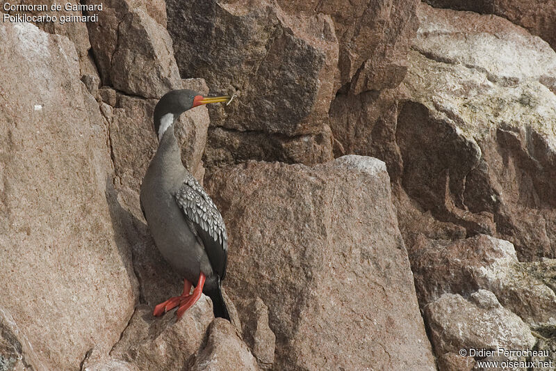 Cormoran de Gaimard, identification