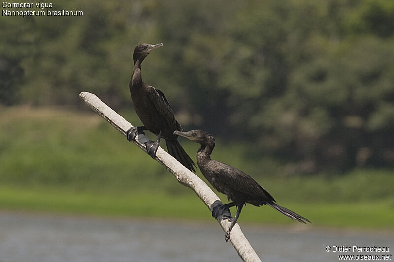 Cormoran vigua