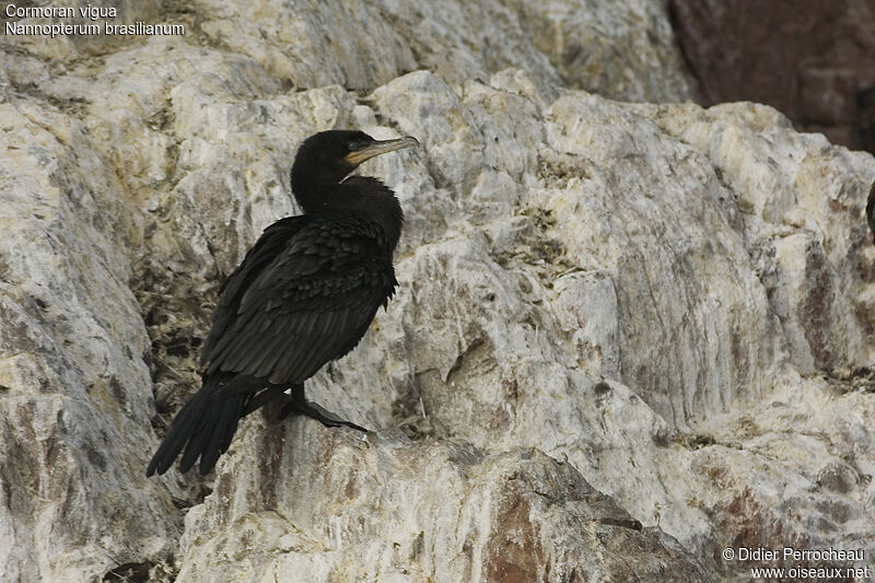 Neotropic Cormorant, identification