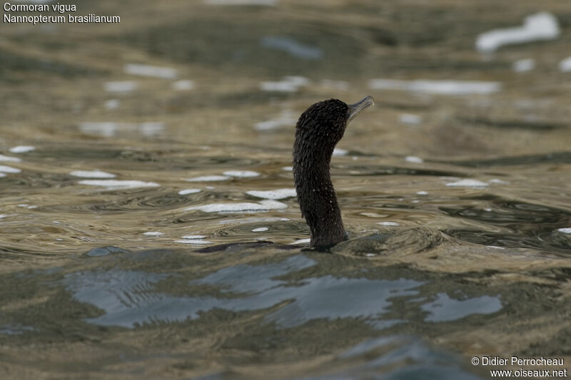 Neotropic Cormorant