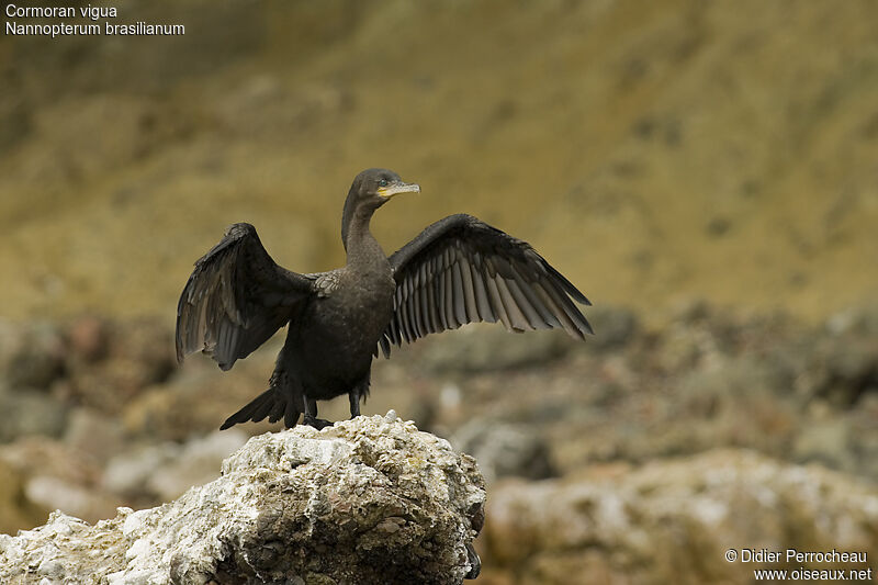 Neotropic Cormorant