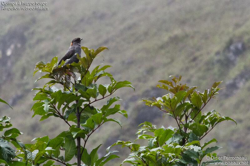 Red-crested Cotinga