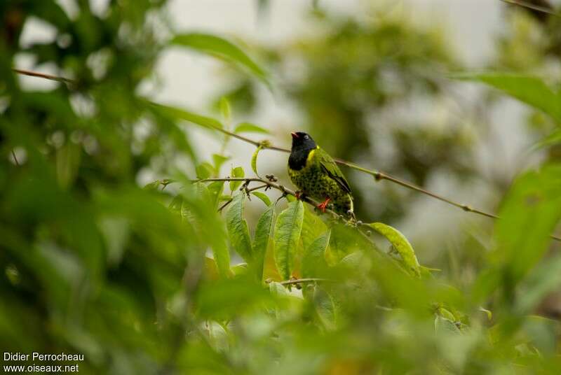 Band-tailed Fruiteater male adult