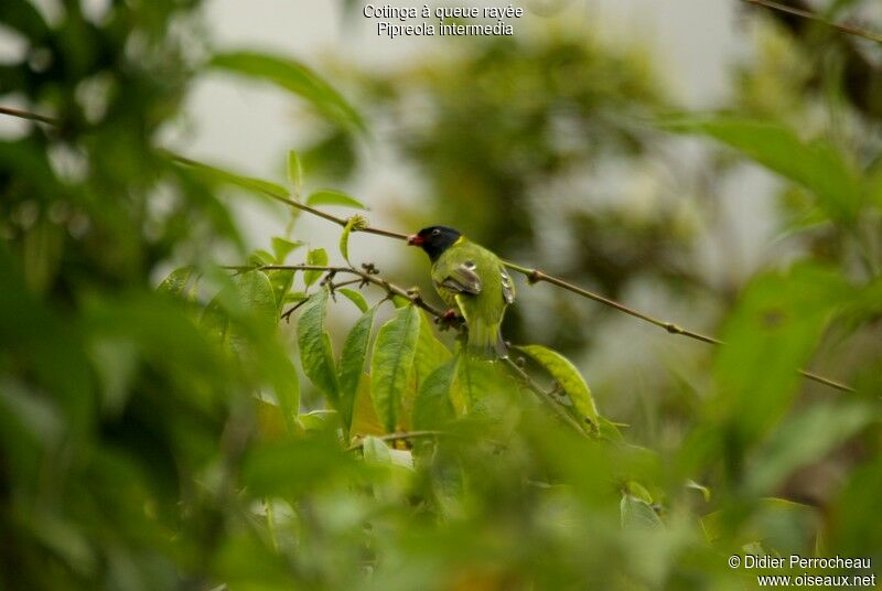 Band-tailed Fruiteater male