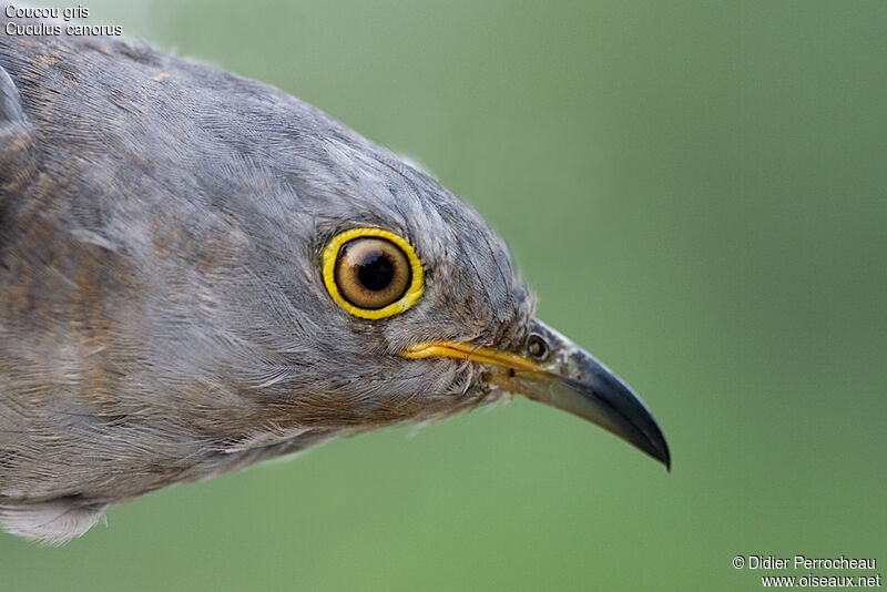 Common Cuckoo