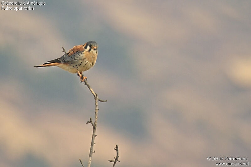 American Kestrel male adult