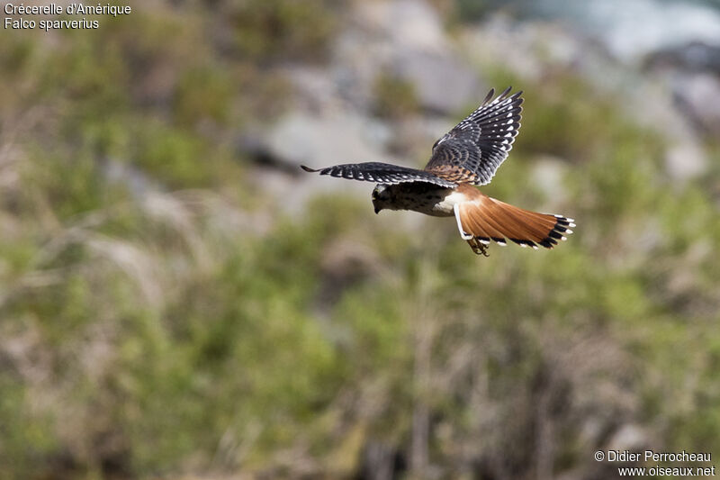 American Kestrel