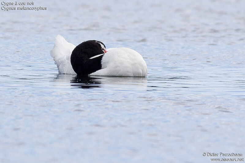 Black-necked Swan