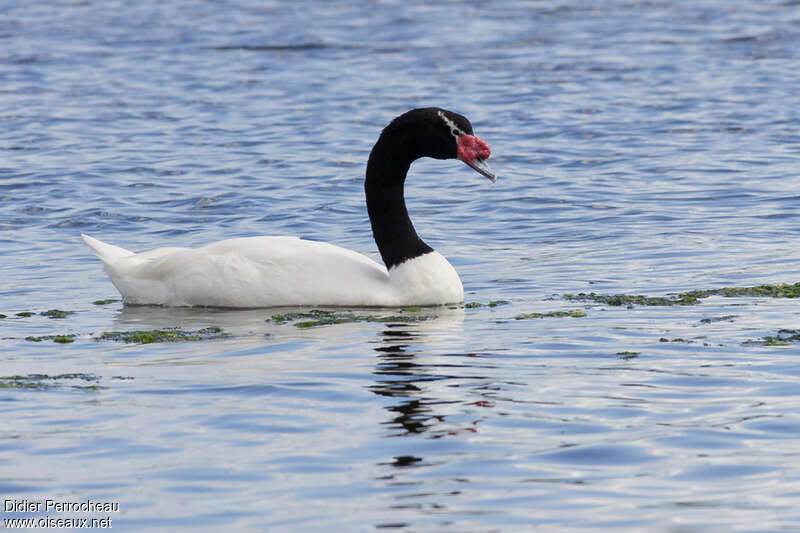 Cygne à cou noiradulte, identification