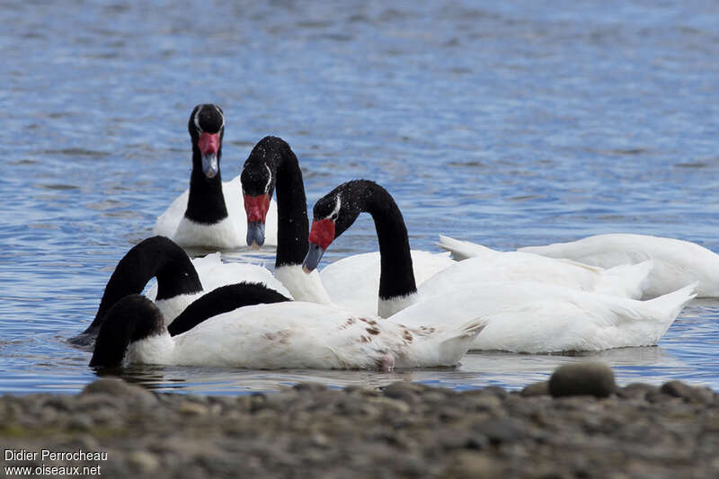 Cygne à cou noir, pigmentation, mange