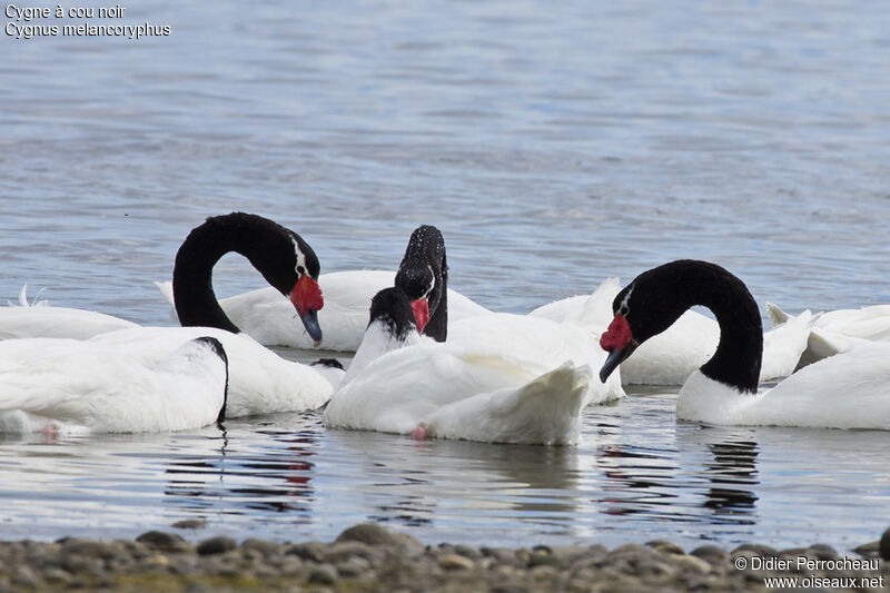 Cygne à cou noir