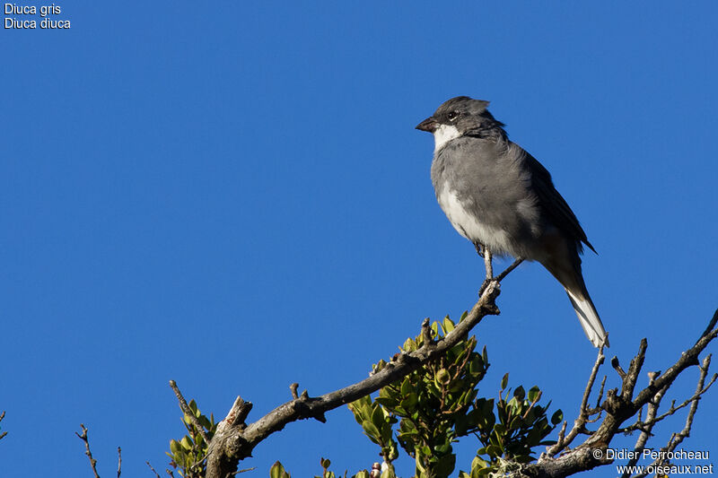 Diuca Finch