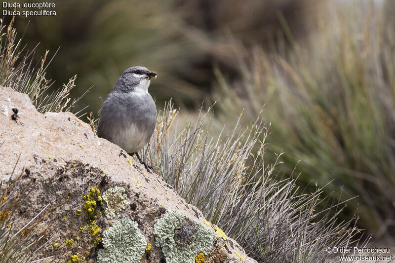 Glacier Finch