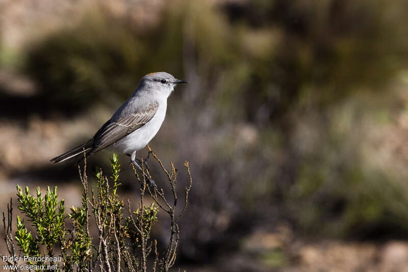 Rufous-naped Ground Tyrantadult, identification