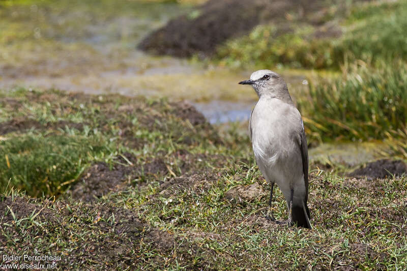 Dormilon à front blancadulte, identification