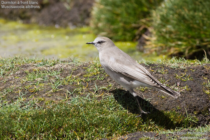 White-fronted Ground Tyrant