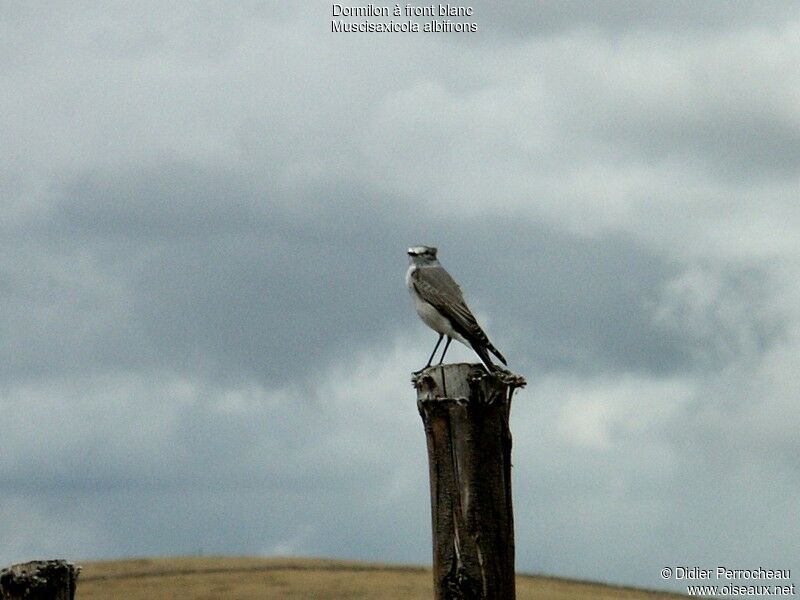 White-fronted Ground Tyrant