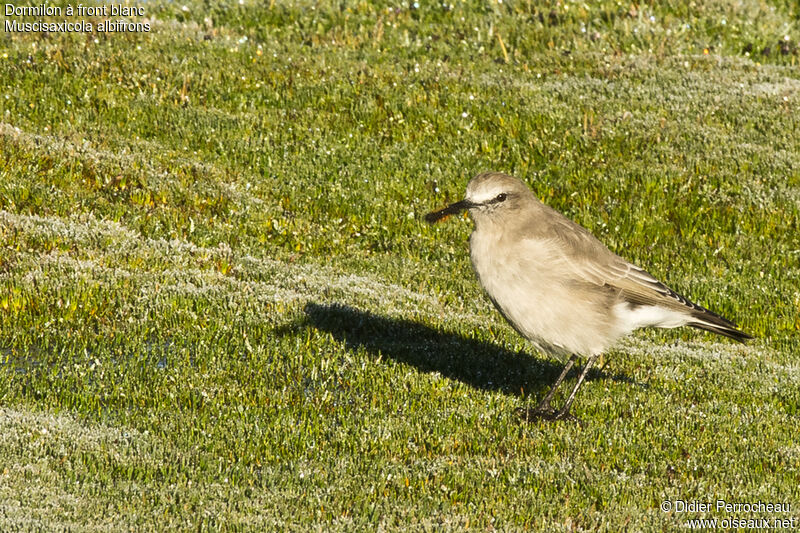 White-fronted Ground Tyrant