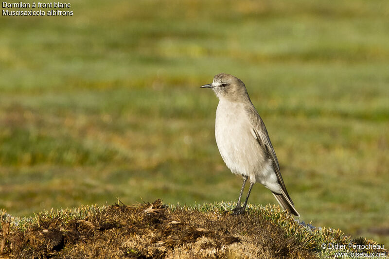 Dormilon à front blanc