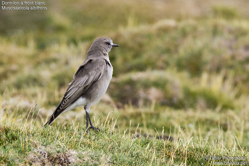 White-fronted Ground Tyrant