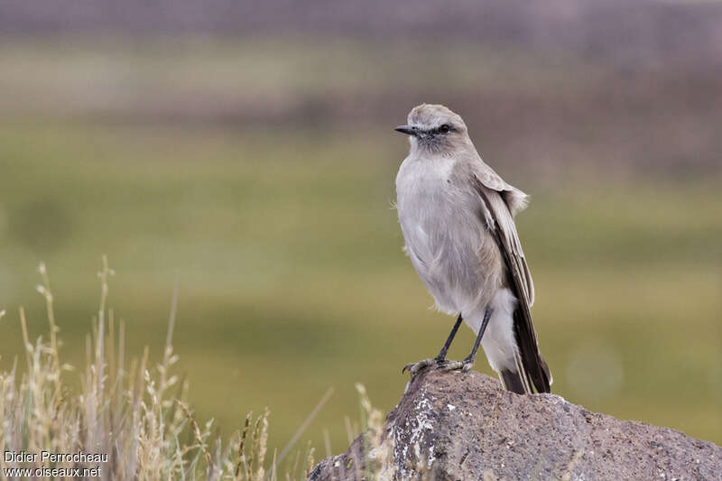 White-fronted Ground Tyrantadult