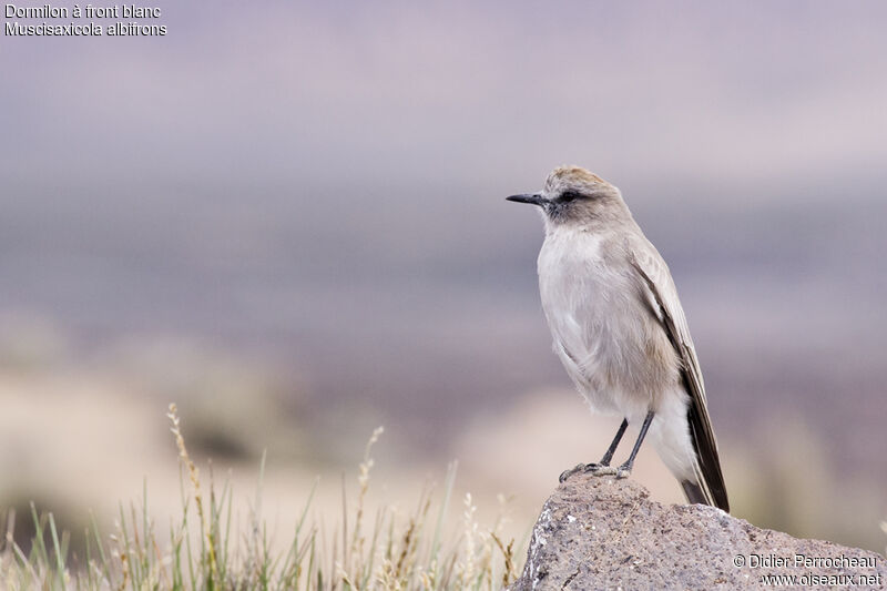 White-fronted Ground Tyrantadult