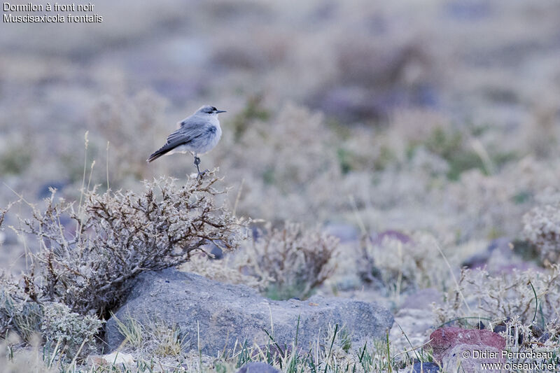 Black-fronted Ground Tyrant