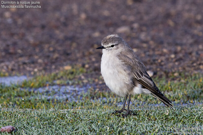 Ochre-naped Ground Tyrant