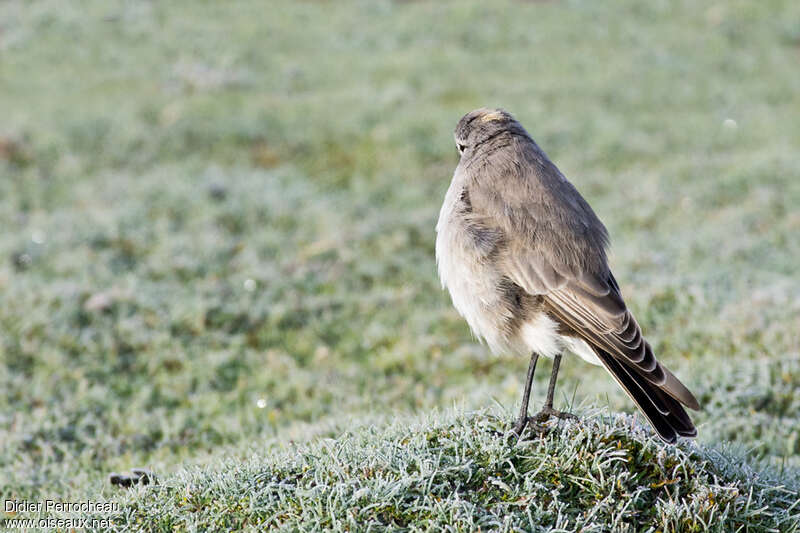 Ochre-naped Ground Tyrant