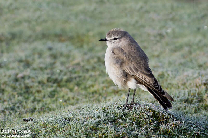 Ochre-naped Ground Tyrant, identification