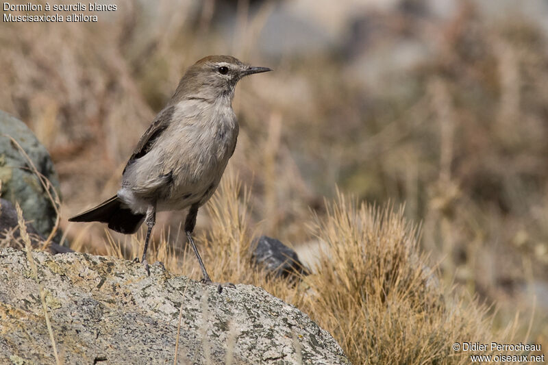 White-browed Ground Tyrant