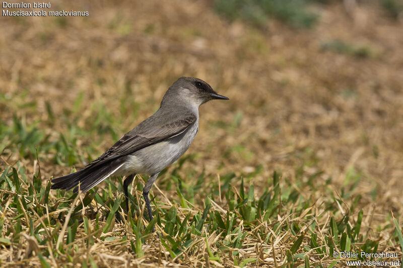 Dark-faced Ground Tyrantadult